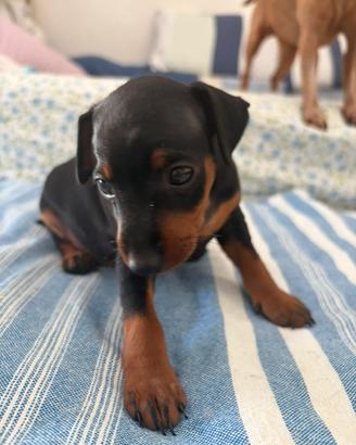 Cuccioli Zwergpinscher