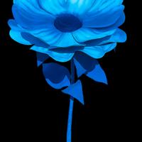 Margherita gigante azzurra 