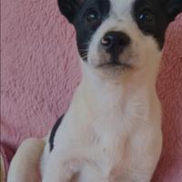 Magghi una cucciola adorabile