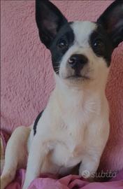 Magghi una cucciola adorabile