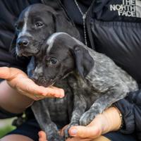 Cucciolo femmina cocker bassotto mix