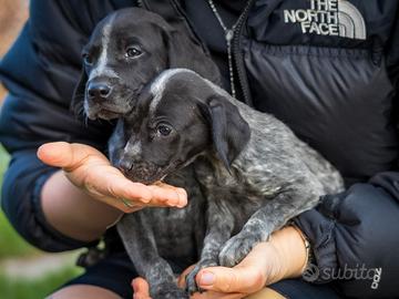 Cucciolo femmina cocker bassotto mix