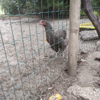 Galline e galli varie colorazioni