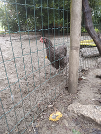 Galline e galli varie colorazioni