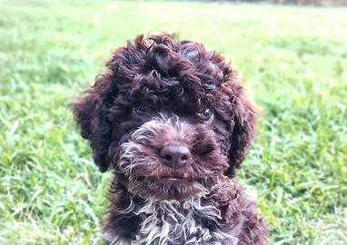 Lagotto romagnolo Pedigree ROI