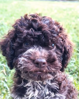 Lagotto romagnolo Pedigree ROI