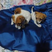 Cuccioli Jack Russel