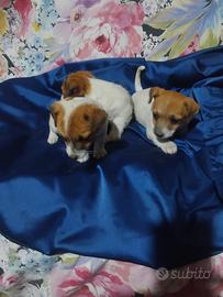 Cuccioli Jack Russel
