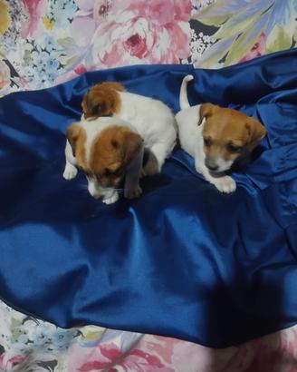 Cuccioli Jack Russel