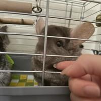 2 Cincilla maschietti