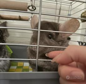 2 Cincilla maschietti