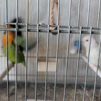 Inseparabili Roseicollins coppia