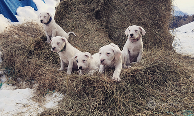 Cuccioli Dogo Argentino - Riproduttori Importati
