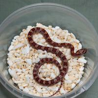 Serpente del Grano (Pantherophis guttatus)