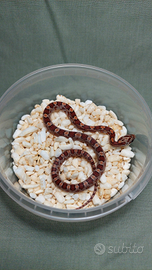 Serpente del Grano (Pantherophis guttatus)