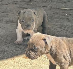 Amstaff Blue: cuccioli disponibili