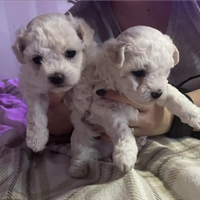 Cuccioli maltese femmina