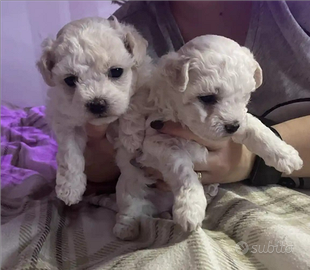 Cuccioli maltese femmina