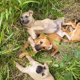 Mix labrador - pastore tedesco