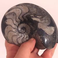Grande Ammonite Fossile rara lucida