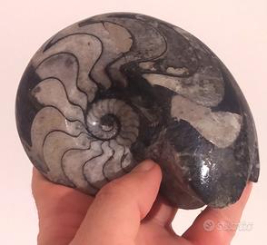 Grande Ammonite Fossile rara lucida
