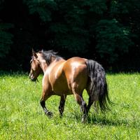 Incrocio Quarter Horse - Sicura e Versatile