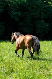 Incrocio Quarter Horse - Sicura e Versatile