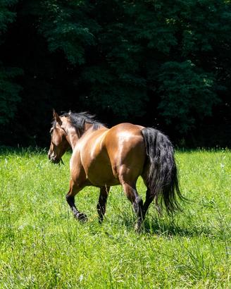 Incrocio Quarter Horse - Sicura e Versatile