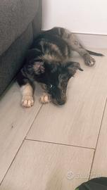 Border collie