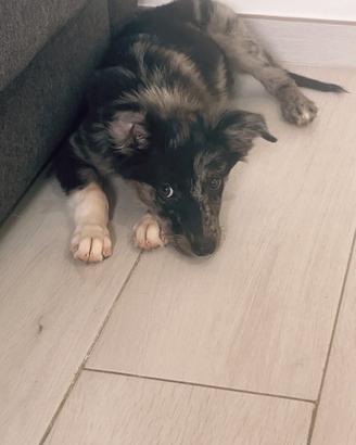 Border collie