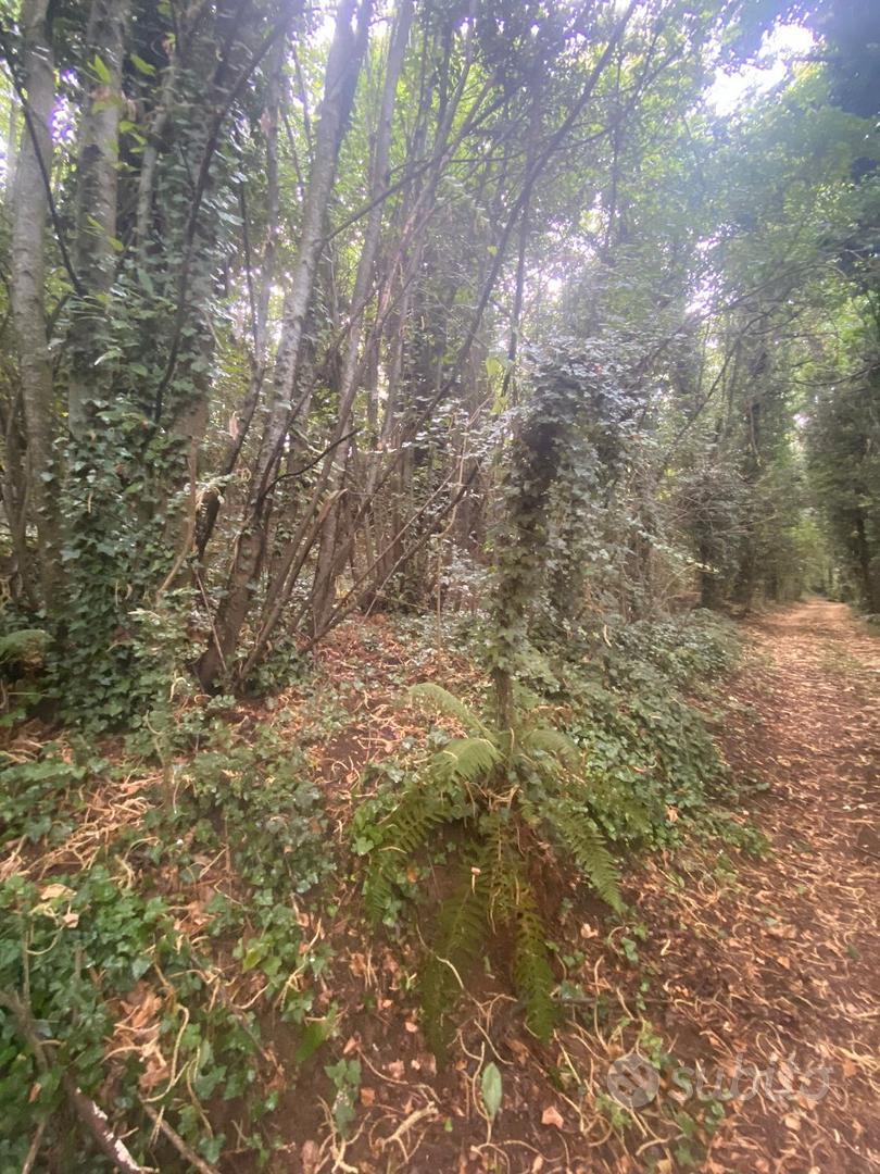 Terreno agricolo (BOSCO CEDUO) - Ansicht 4