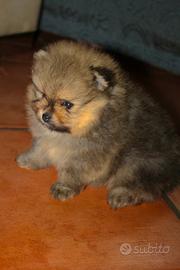 Pomerania spitz nano pedigree