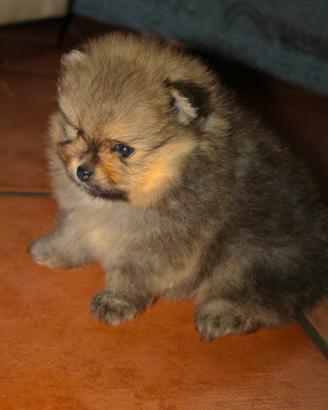 Pomerania spitz nano pedigree