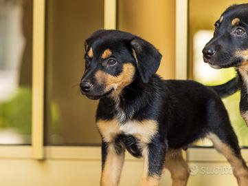 Cuccioli Rottweiler Labrador