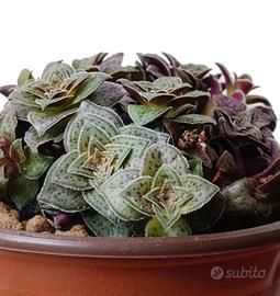 Crassula Exilis subs. picturata pianta grassa vera