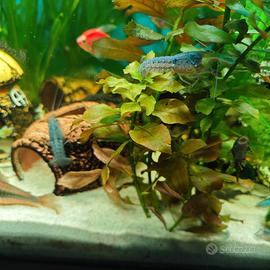 Procambarus alleni blu