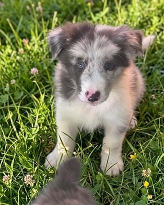 Meravigliosi cuccioli di border collie