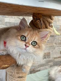 British longhair