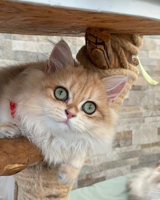 British longhair