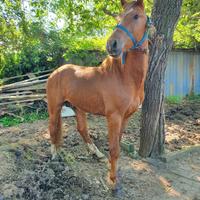 Vendita cavallo