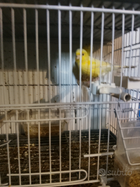 Per chi e interessato canarini