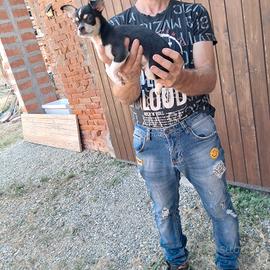 cuccioli di chihuhua pelo lungo e corto 