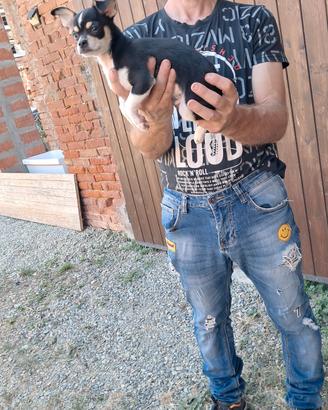 cuccioli di chihuhua pelo lungo e corto 