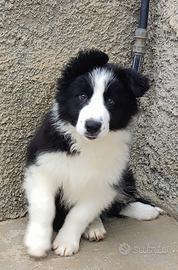 Cucciolo di Border Collie