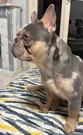 Bulldog francese per Monta