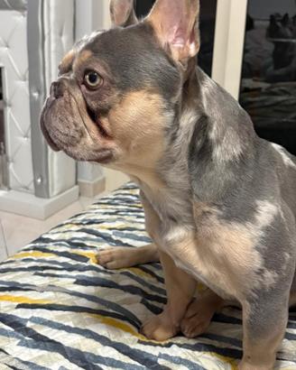 Bulldog francese per Monta