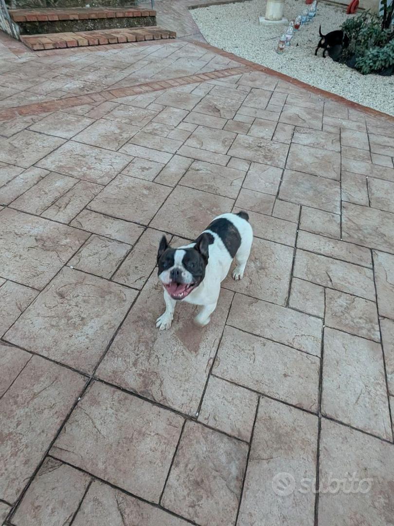 Bulldog francese - Animali In vendita a Roma