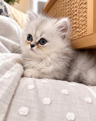 Vendita Gattini Persiani