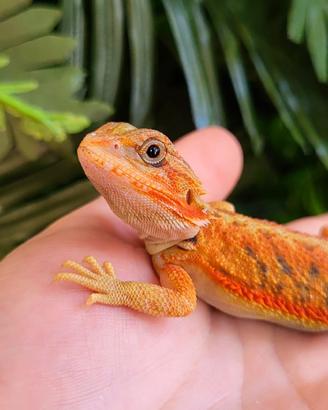 Pogona hired