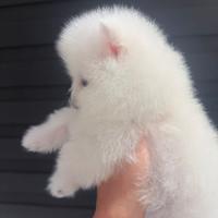 Spitz